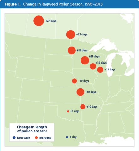 EPA ragweed