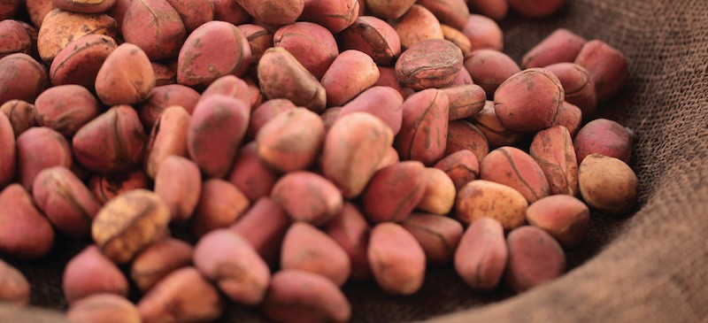 Kola nut - Dr. Axe